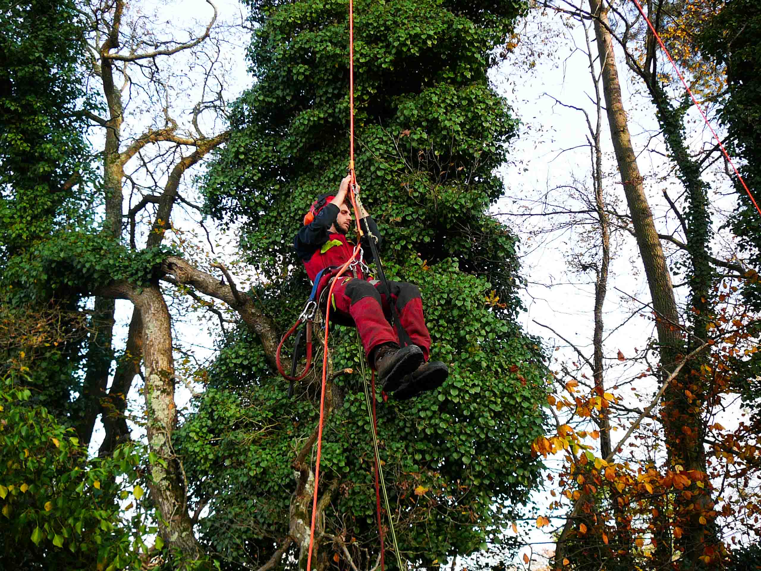 Début de parcours professionnel dans les métiers des jardins et des arbres