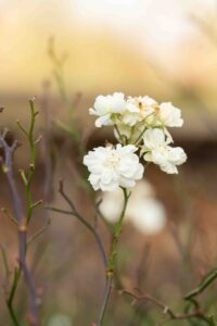Image 3-Floraisons hivernales (1 sur 6)