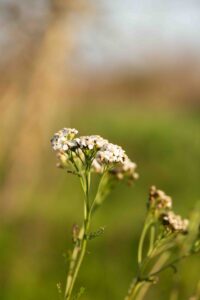 Image 3-Floraisons hivernales (5 sur 6)