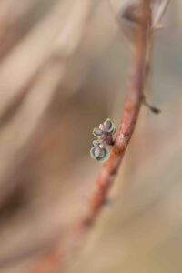 Image 3-Floraisons hivernales (6 sur 6)