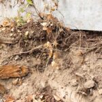 Intégration du patrimoine arboré dans les projets (1 sur 3)