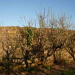 Jardin-Hermitiere-3 (11)