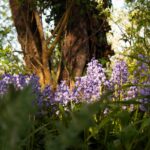 Jardin-Hermitiere-3 (4)